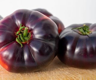 Purple Calabash tomato fruits freshly harvested