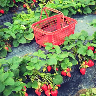 garden with strawberry plants and red basket