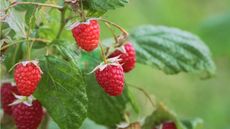 How to get a raspberry bush to fruit