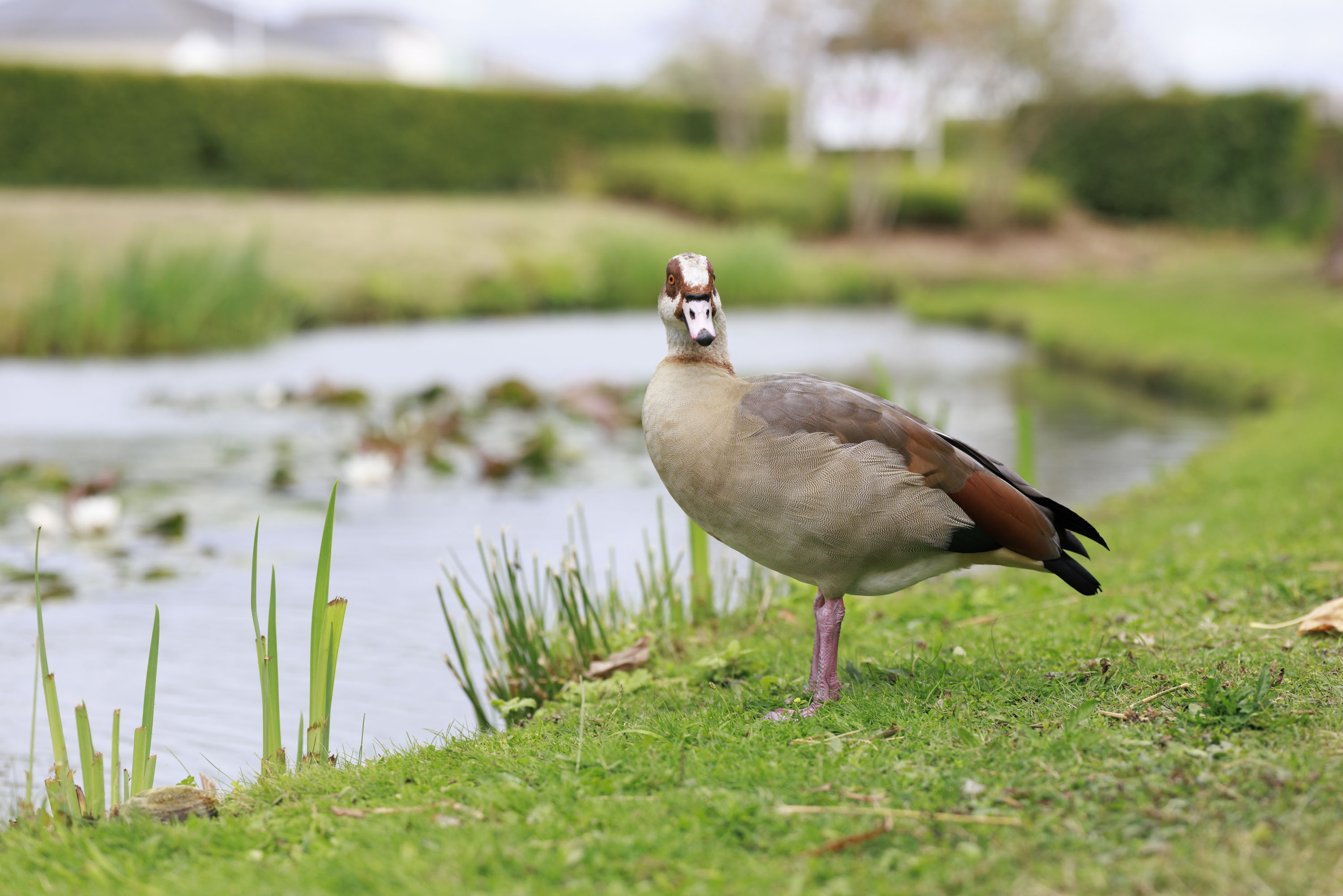 Goose alongside a river on a cloudy day, taken with the Canon RF 85mm F1.4L VCM lens