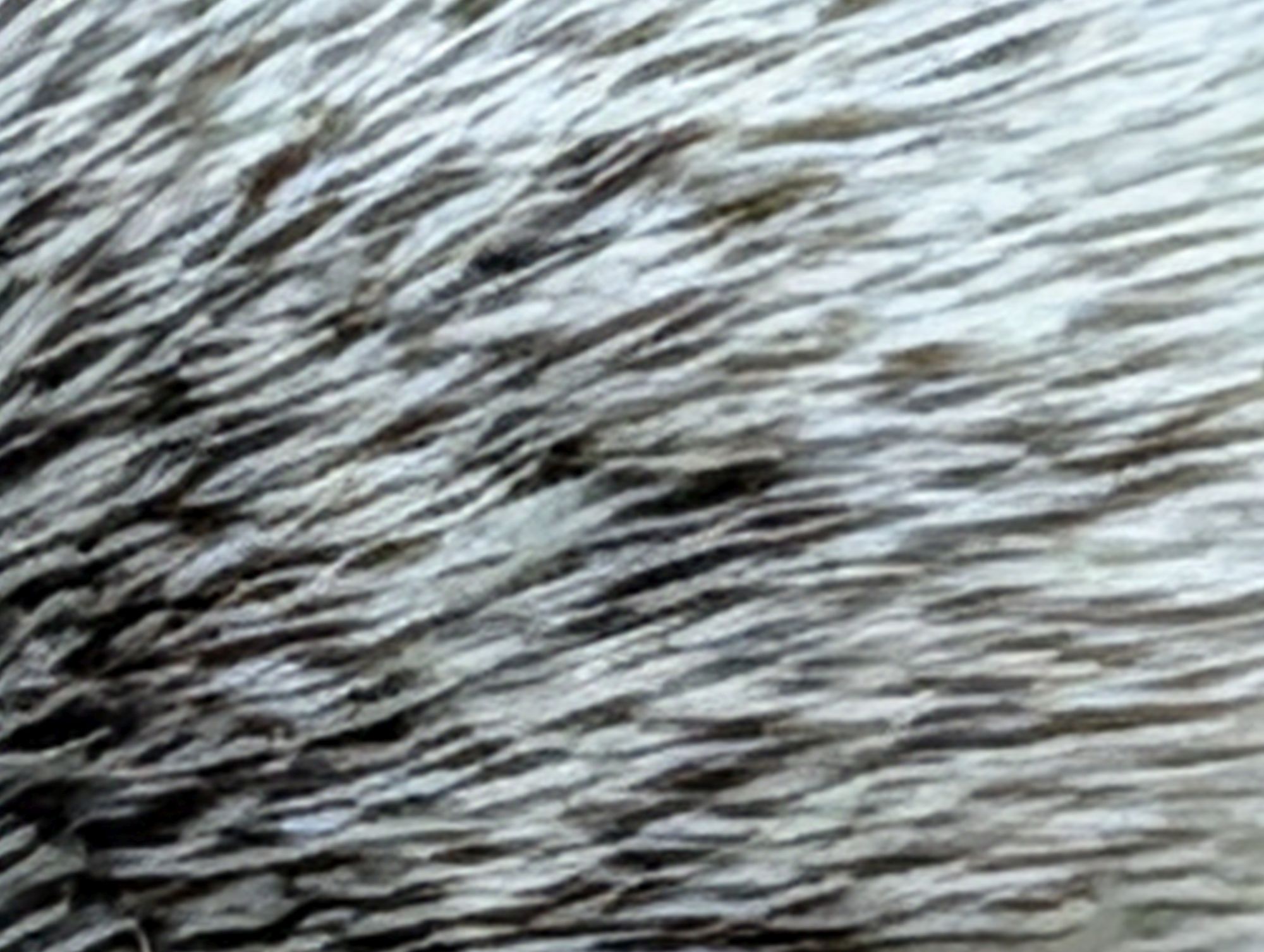 Google Pixel 10 Pro XL 100x sample.