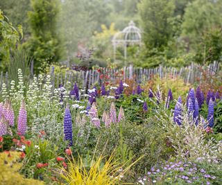 A dense flowerbed with colorful lupins