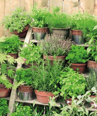 how to design a potager: assorted terracotta herb containers on a sloping tiered frame