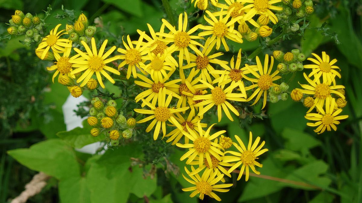 Xperia 1iii photos