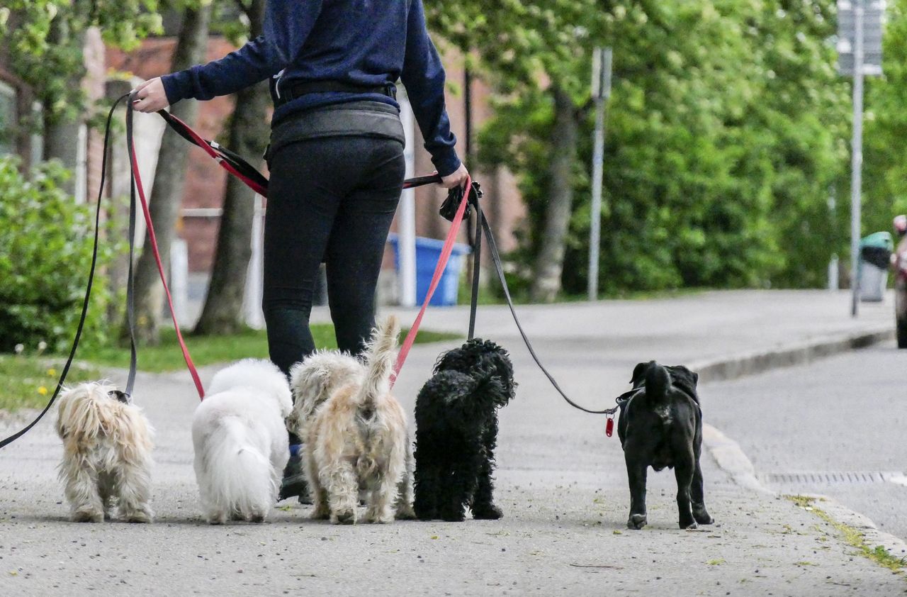 STOCKHOLM, SWEDEN May 23, 2017 Professional dog walker on the street in Hagersten.