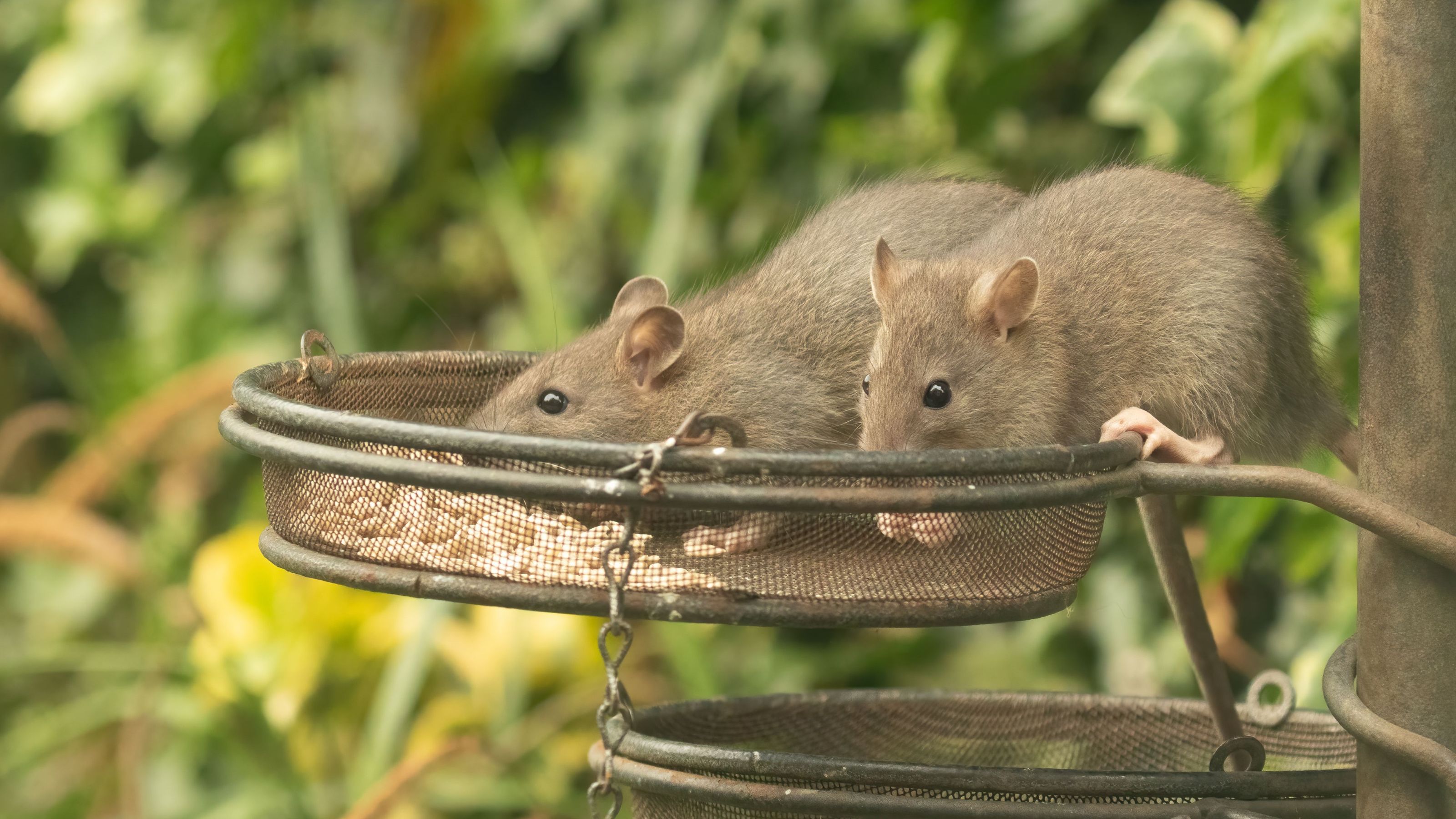 Two brown rats, Rattus norvegicus, eating sunflower seeds from bird feeders