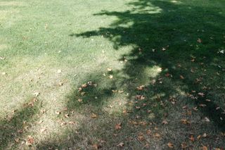 Sculptural art pieces at Frieze Sculpture park