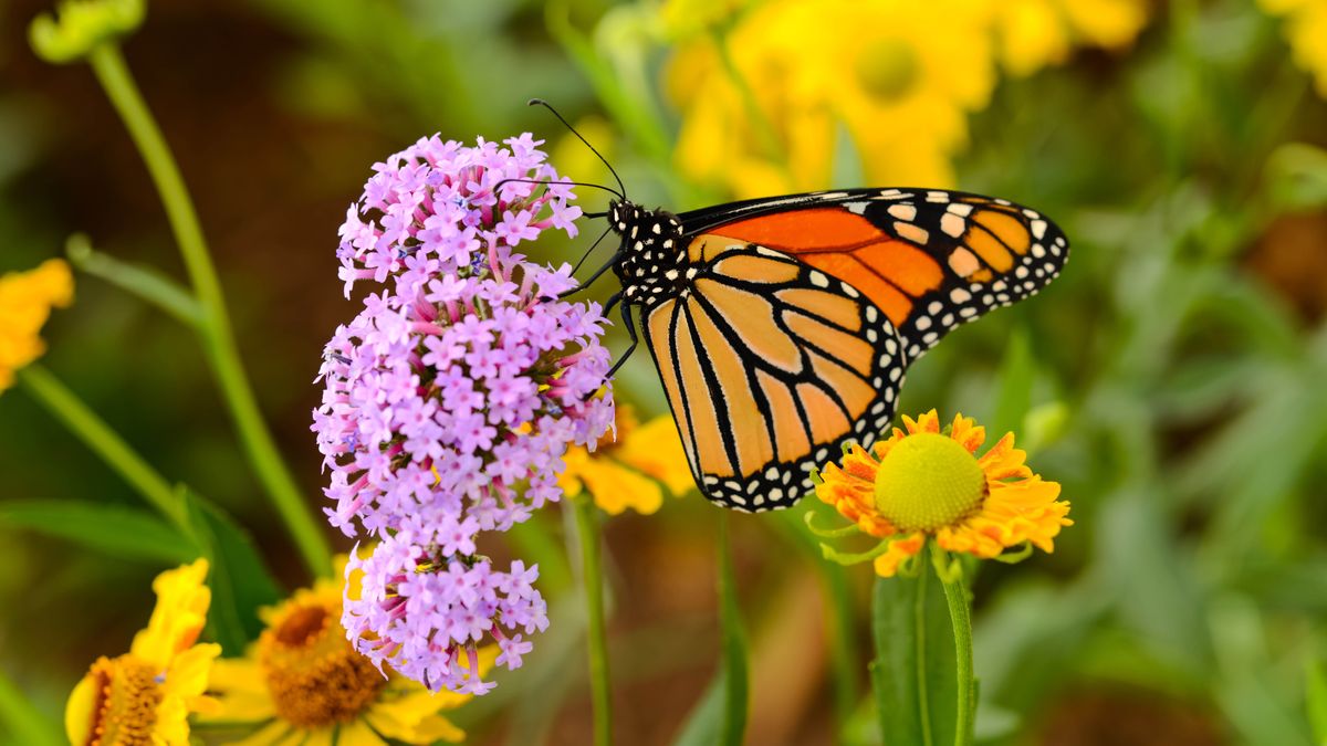7 ways to attract butterflies to your yard Tom's Guide