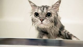 giving a cat a flea bath