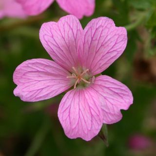 Hardy geraniums