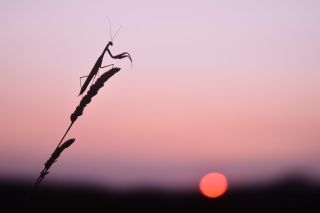 Specially commended in the over 18 'environment' category is this image of a praying mantis