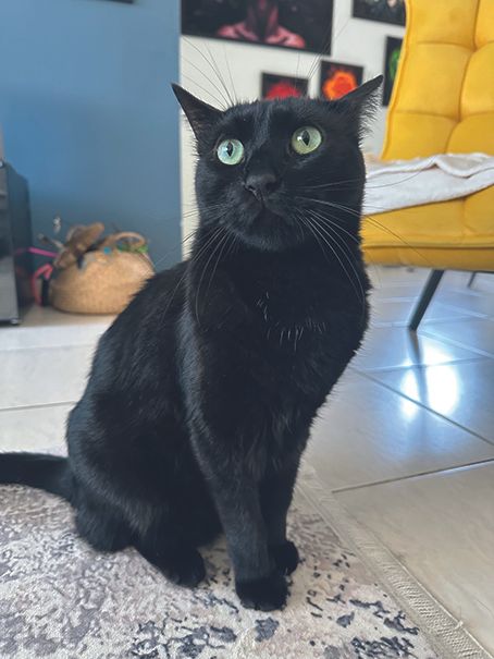 image of Aviad Sajevitch's cat