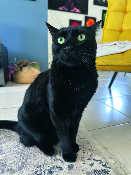 image of Aviad Sajevitch's cat