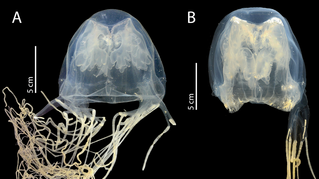 Deadly, highly venomous box jellyfish discovered near Singapore is a newfound species