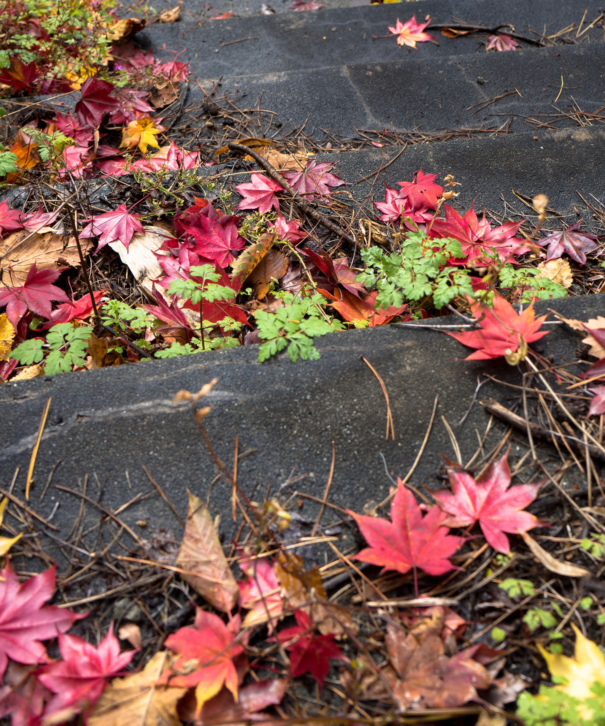 colorful wet fall leaves scattered on steps