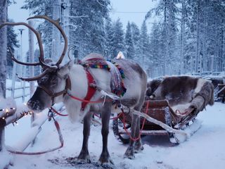 reindeer pulling a sledge