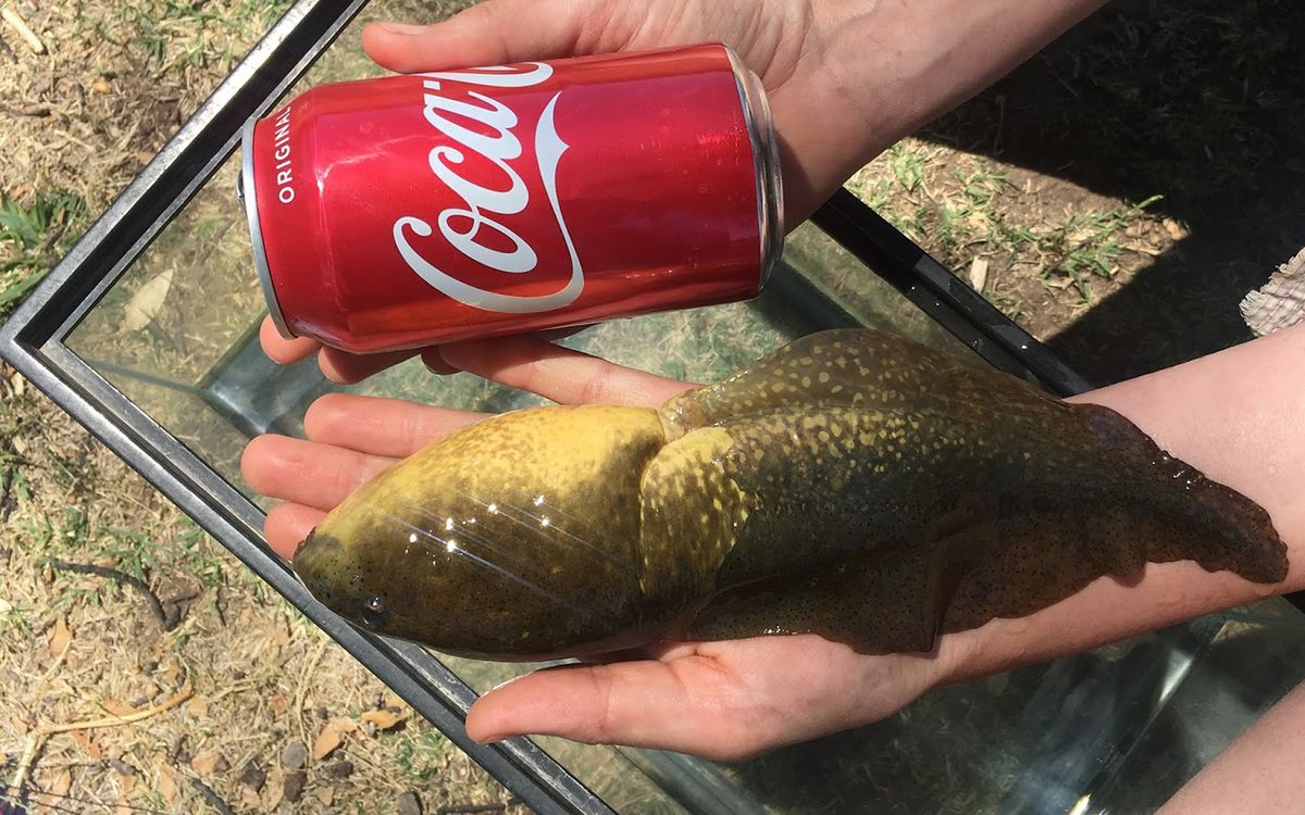 Meet Goliath, a Massive Tadpole as Long as Your Face Live Science