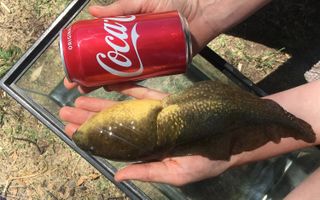American bullfrog tadpoles typically grow to be about 6 inches long — but not Goliath.