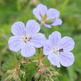 Hardy geraniums