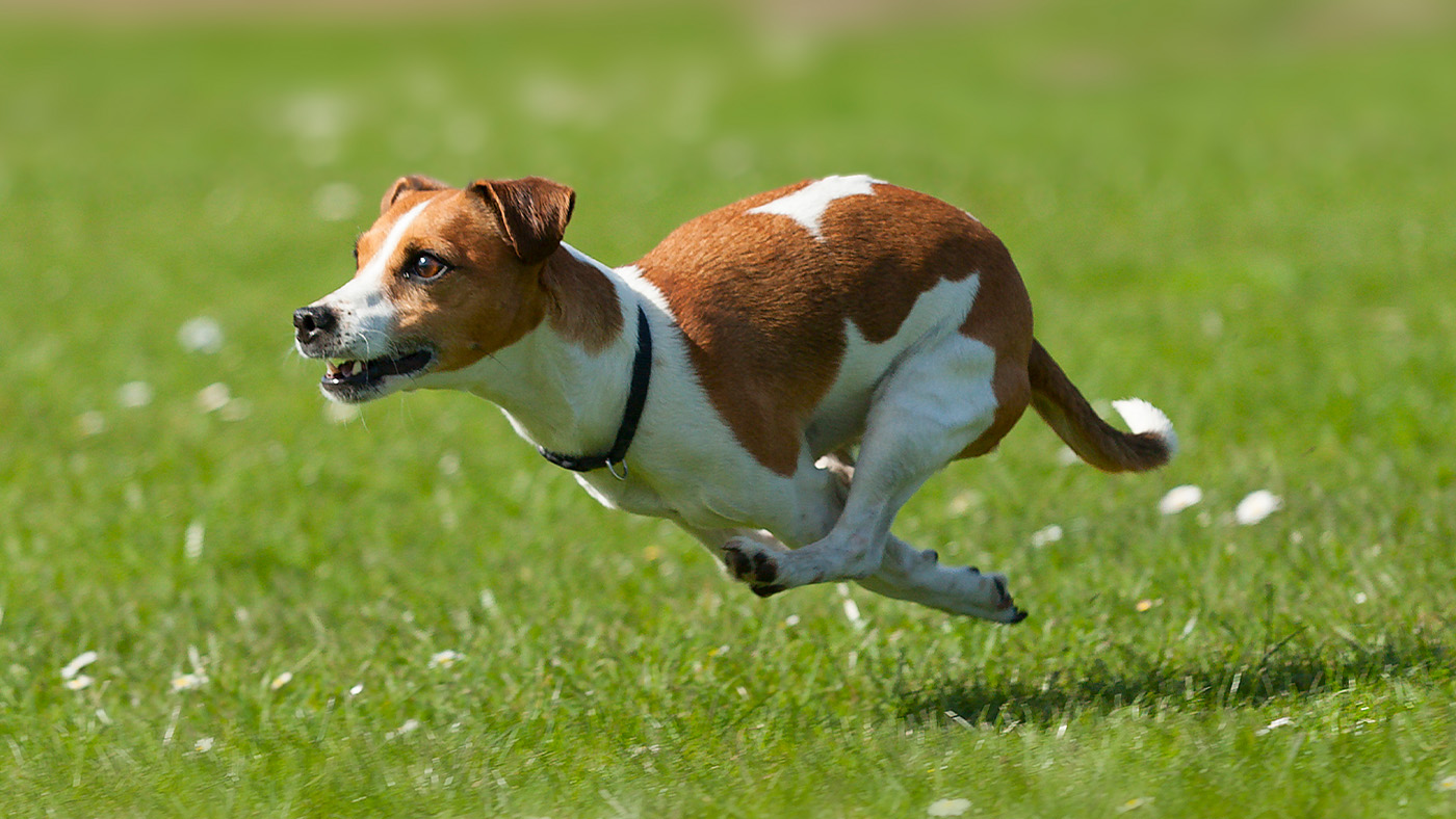 Jack Russell Terrier with high prey drive