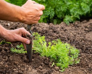 planting dill in soil