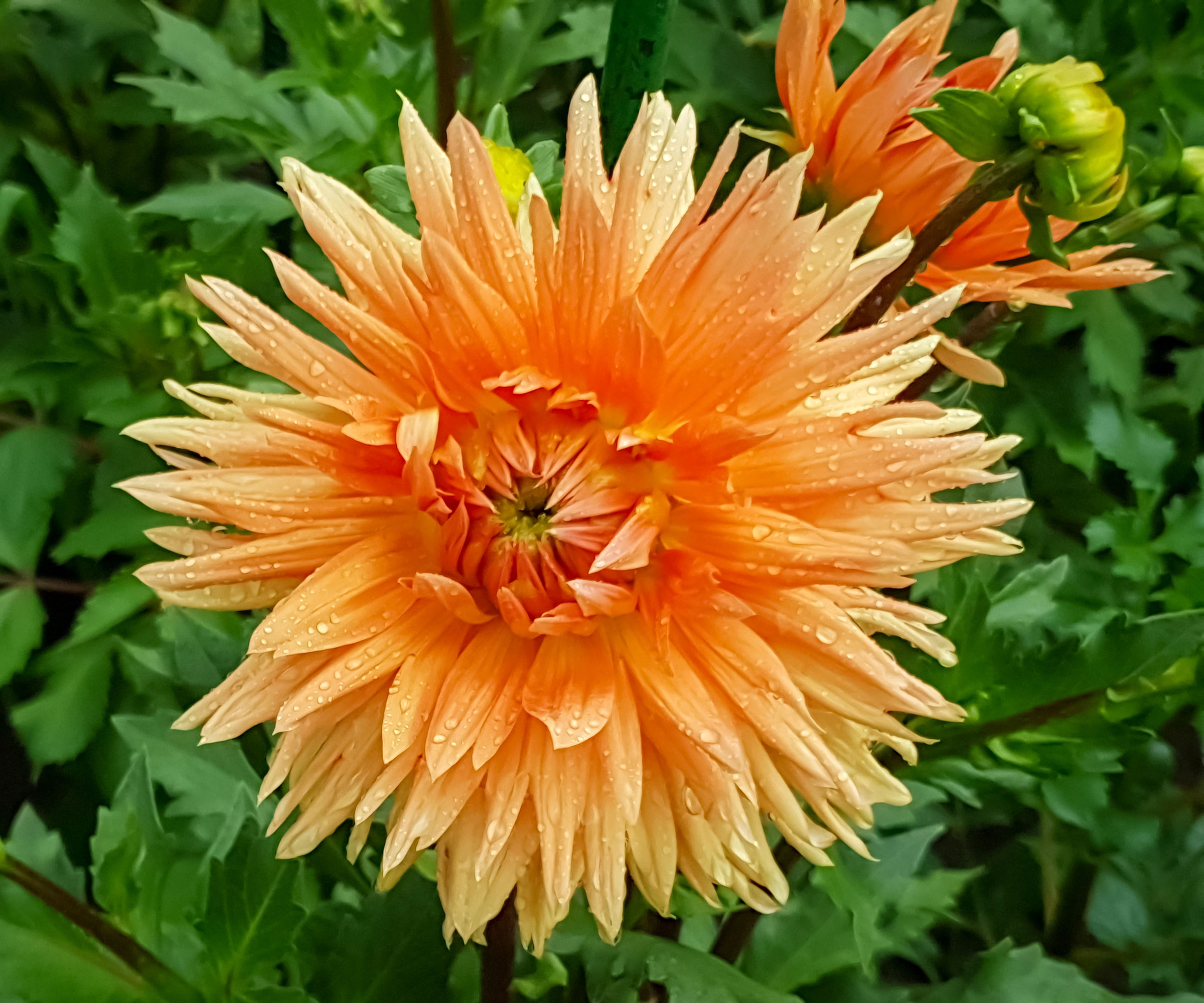 cactus dahlia henriette in bloom