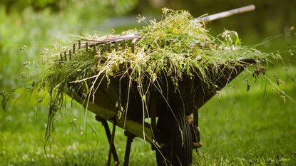 A wheelbarrow full of weeds