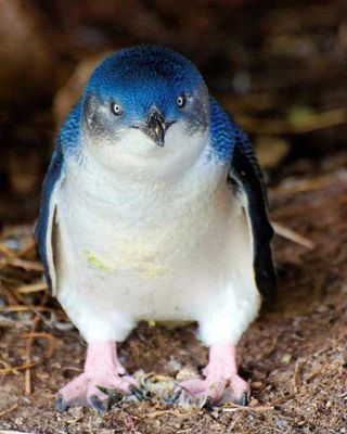 miniso blue penguin