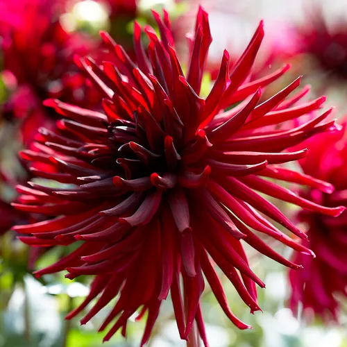Dahlia Black Narcissus Bulbs