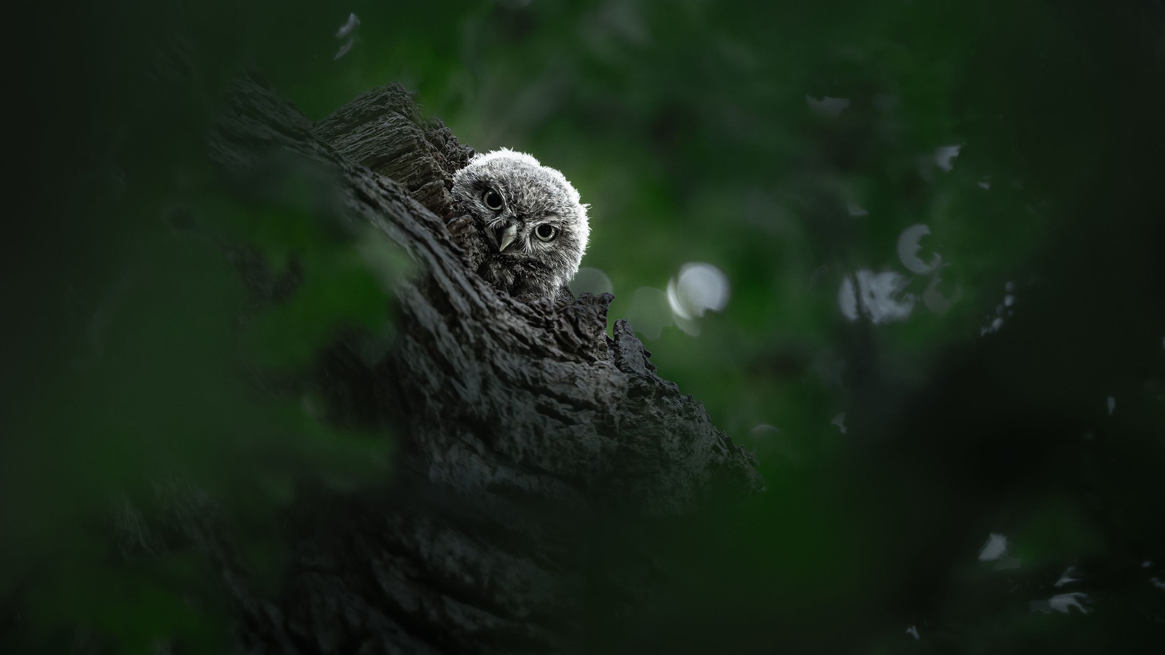 Owlet Photo Wins Award