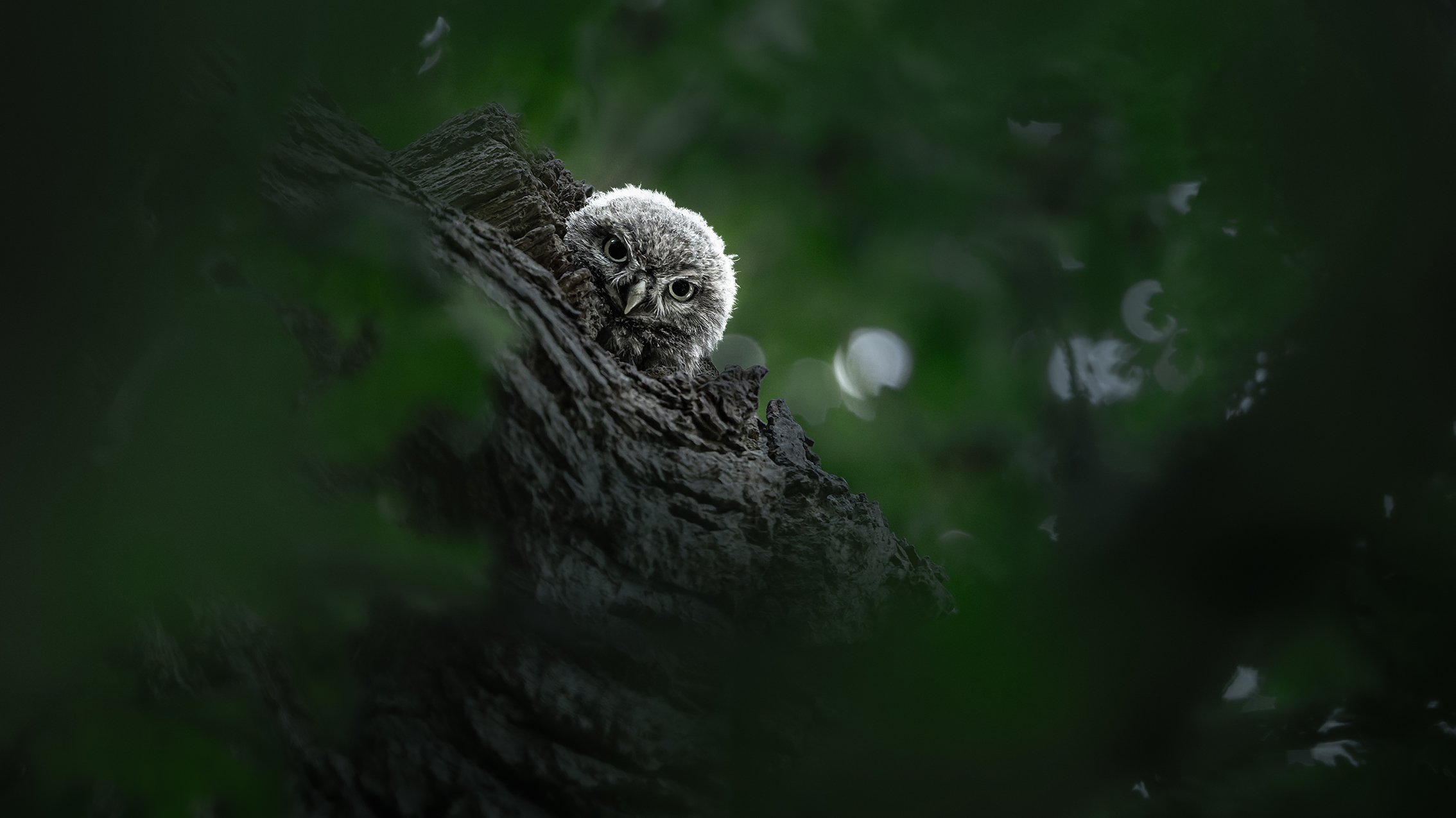 A fluffy owl peeks over a tree branch in a dark forest. The dim, green foliage surrounds the owl