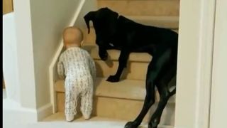 dog stops baby from climbing stairs