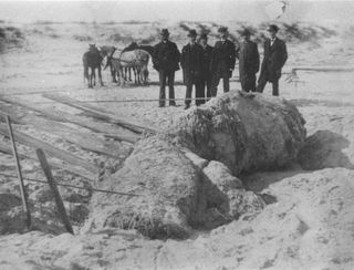 The "St. Augustine Monster" washed ashore in Florida in 1896.