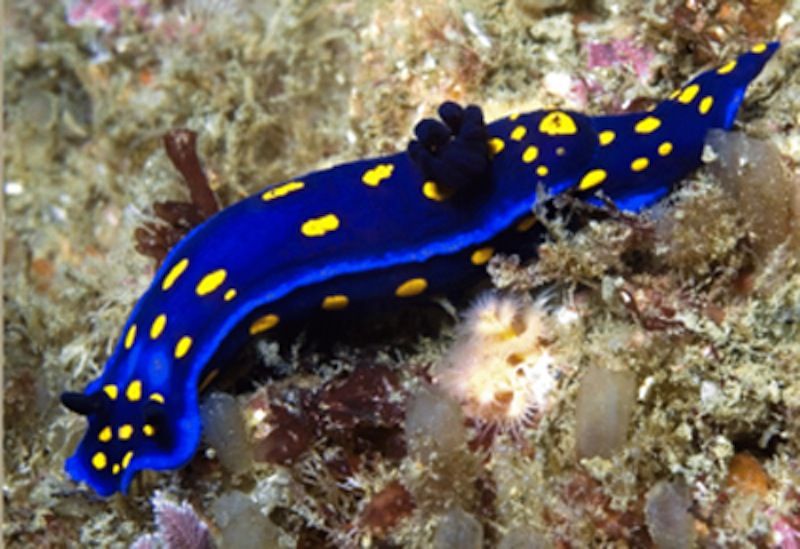 Sea Slug Returns to Southern California