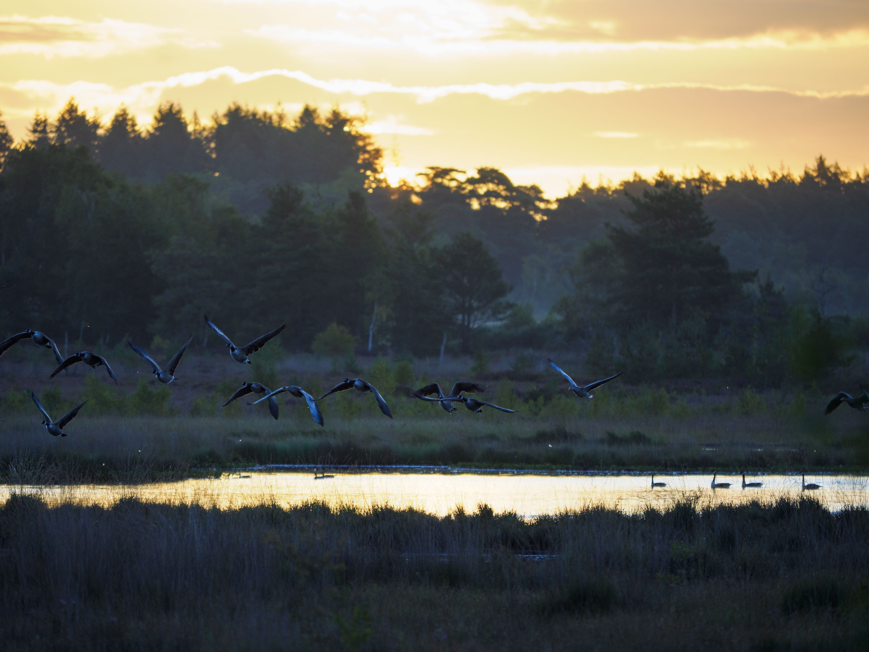 OM System 50-200mm F2.8 sample gallery: geese in flight at first light