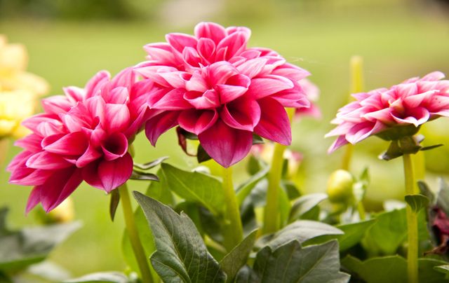 Dahlias - september gardening tips