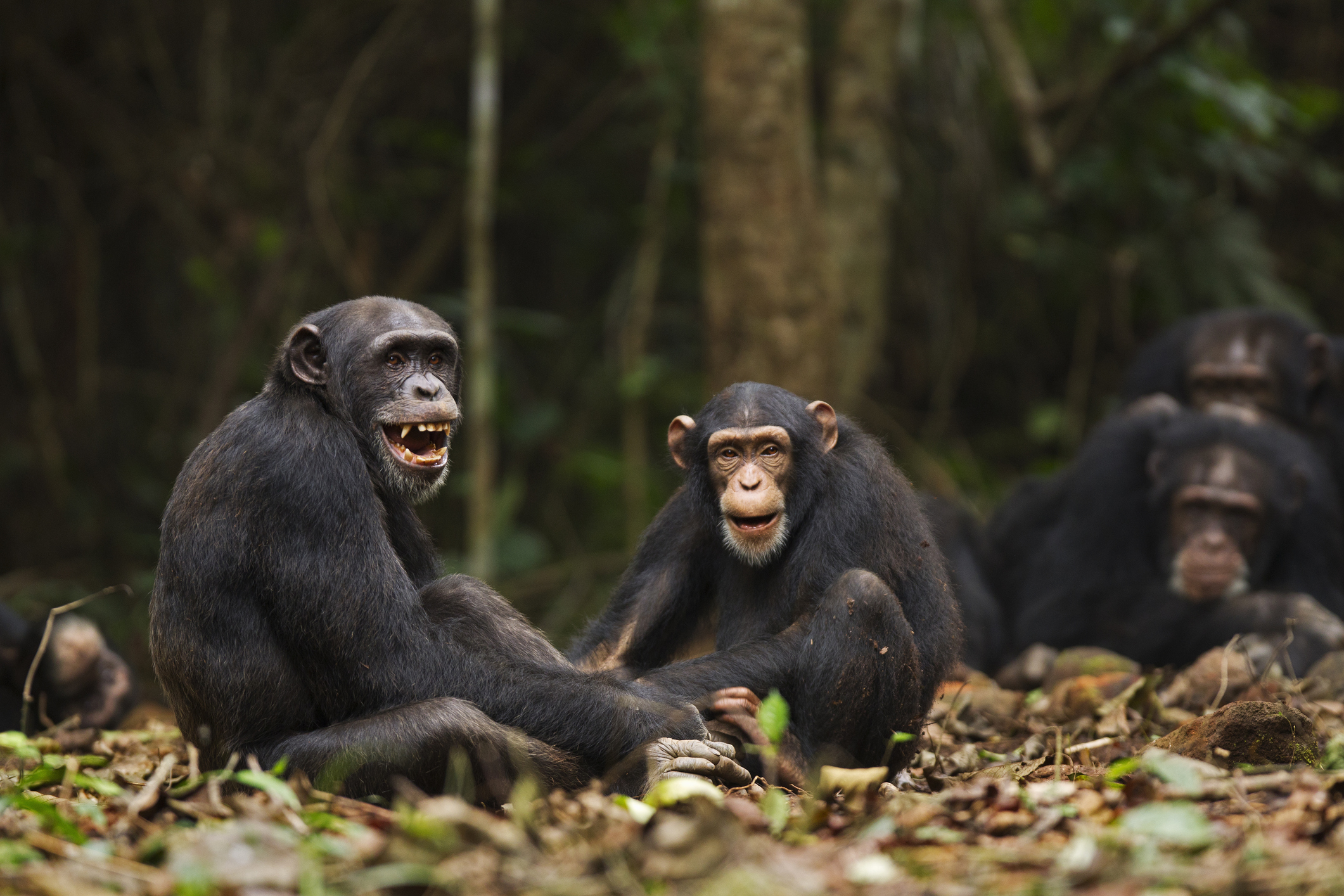 Two chimpanzees sat on the floor, having a chat