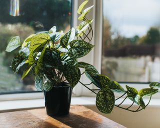 houseplant in a window