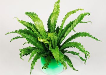 5 Japanese Indoor Plants That Will Bring a Sense of Calm | Livingetc