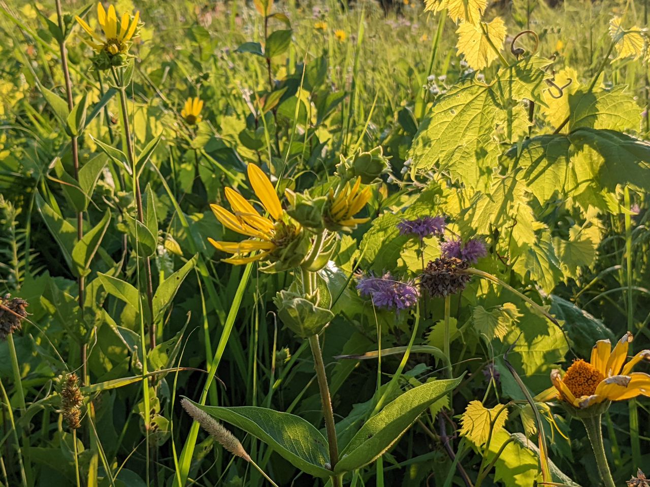 Google Pixel 6a camera samples