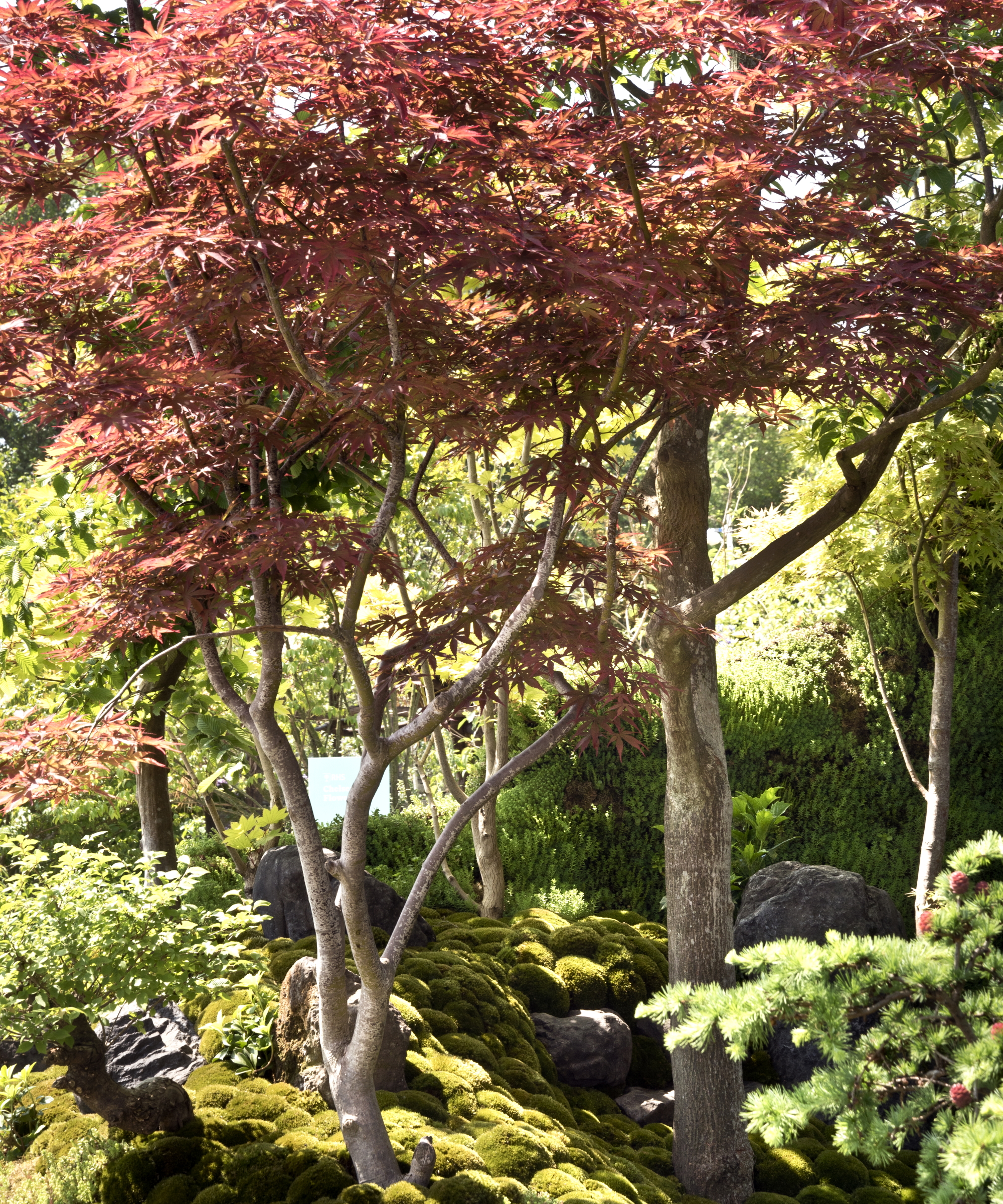 The 'MOROTO no IE' garden at the Chelsea Flower Show 2024