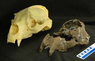 Short-faced bear skull