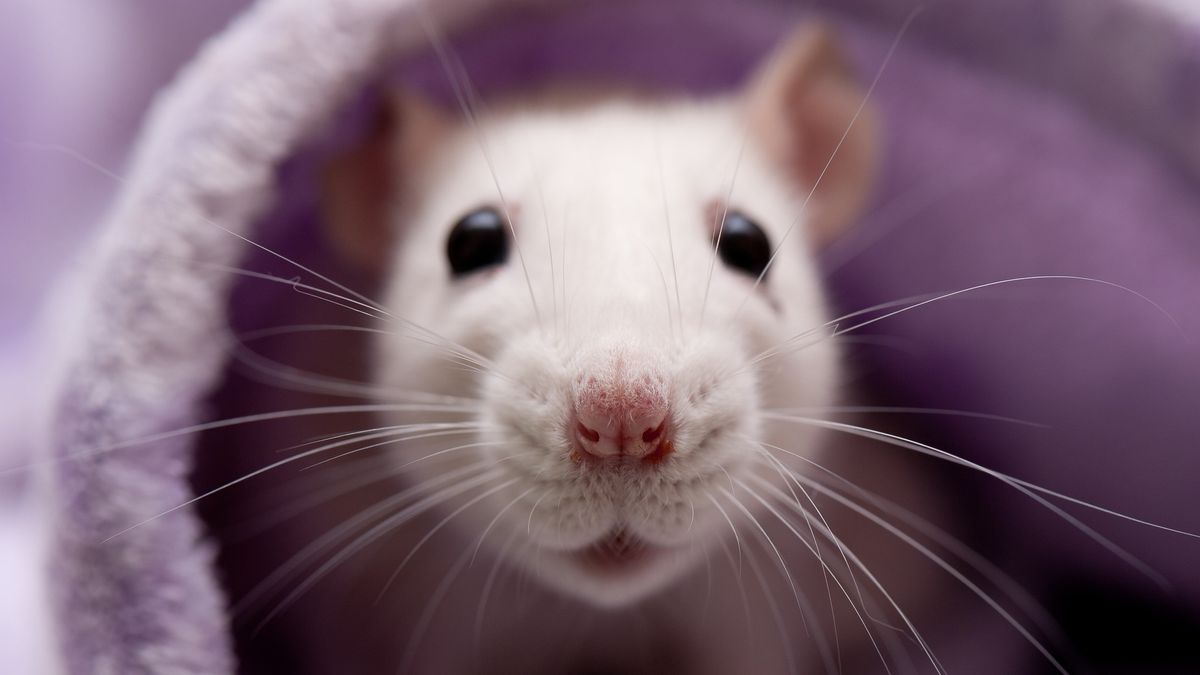 How Long Do Rats Live?