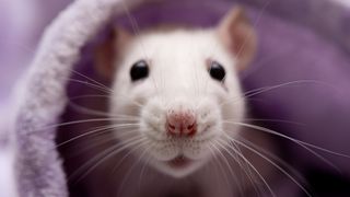 A close-up photo of a cute white rat hiding under a pink blanket