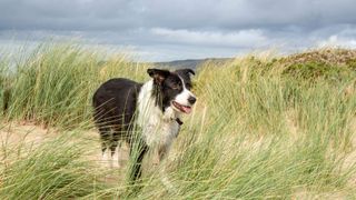 Best dog and cat names — Black and white Bordie Collie dog in grass