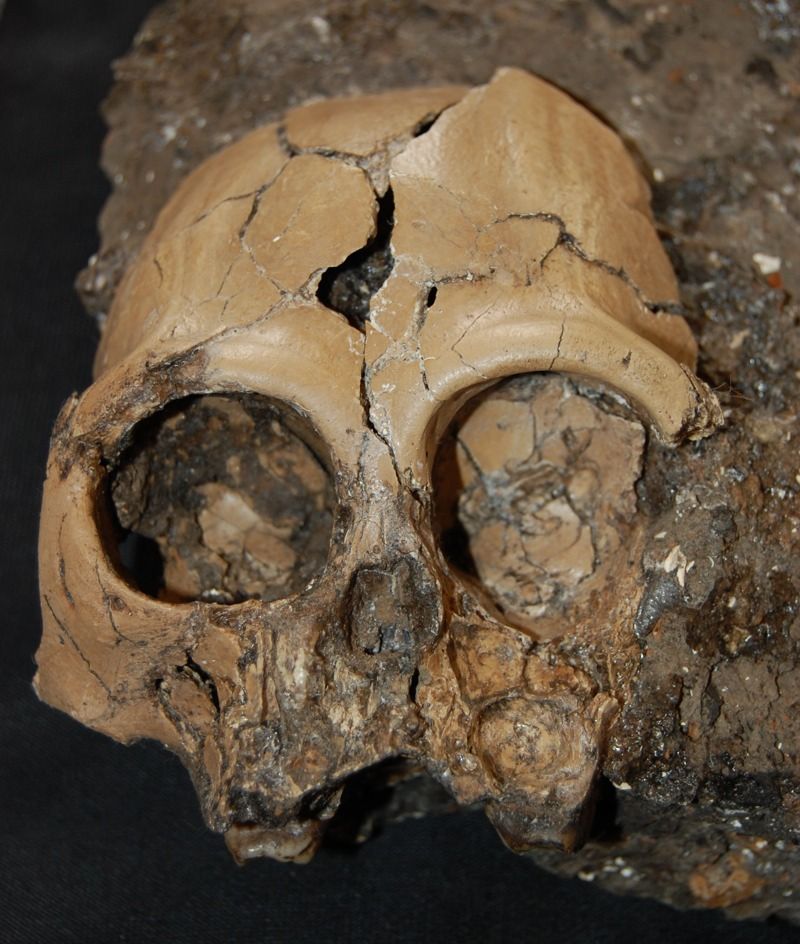 An extremely rare juvenile skull of an extinct ape that lived some 6 million years ago has now been revealed from China. 