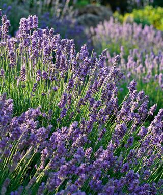 Close up of Common lavender (Lavandula angustifolia) growing in clumps in a garden