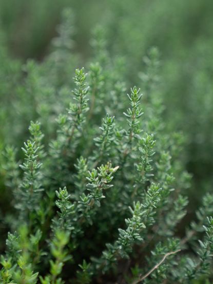 Garden Thyme