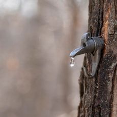 spout for collecting sap from maple 
