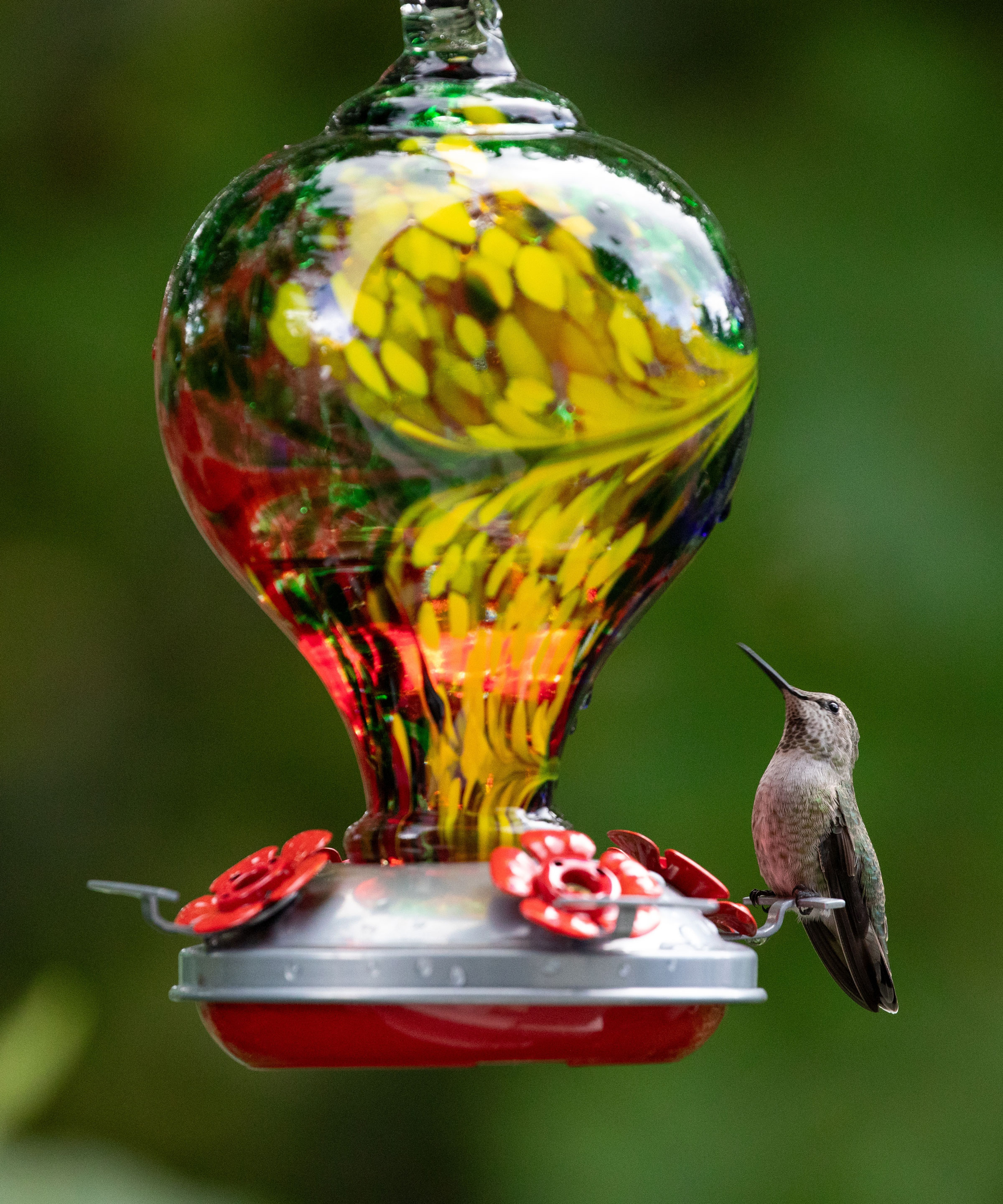 hummingbird on colorful glass nectar feeder